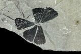 Two Pennsylvanian Fossil Horsetail (Sphenophyllum) Whorl - Kentucky #112896-2
